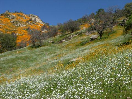 California Wildflowers © Melanie Keeley
