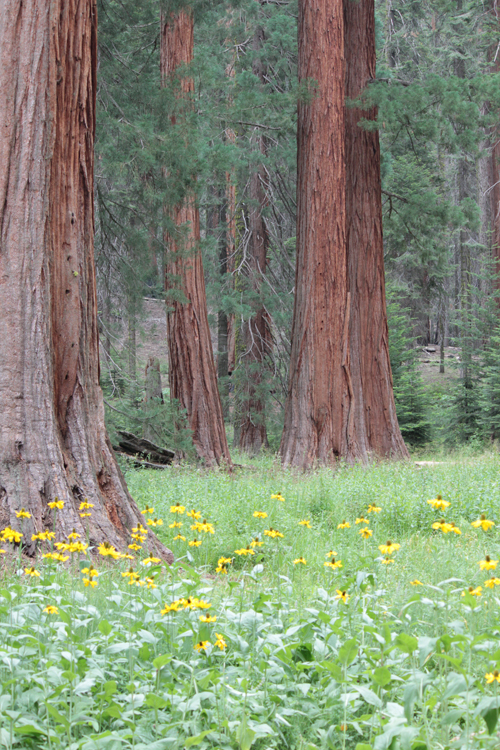 High Meadow in Giant Forest, © Elsah Cort