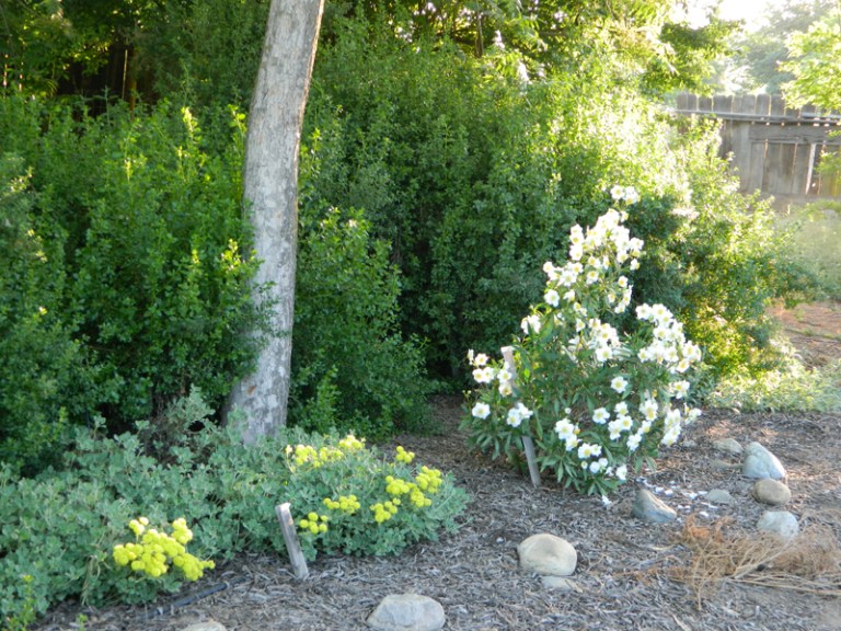 Special Program: Landscaping with California Native Plants – Alta Peak ...