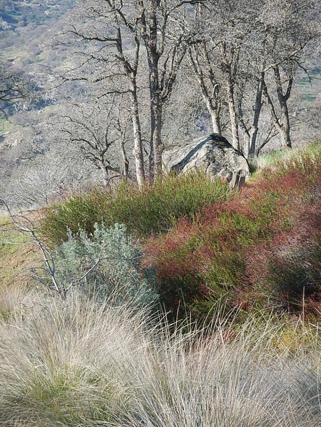 Native Plants © Melanie Keeley