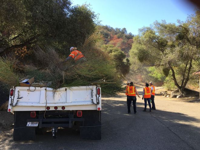 Removing Spanish broom along the Kaweah River by Ginger Bradshaw