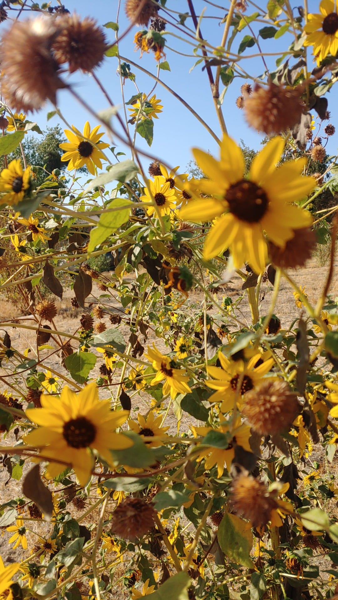 244478523_428461418616571_1620288680211871637_n